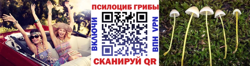гидра ссылки  Болотное  Псилоцибиновые грибы Psilocybe  закладки 